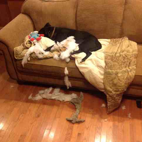 Bad Dog. Photo by Risky Carolyn