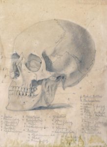 Skull by Pedro WEINGARTNER